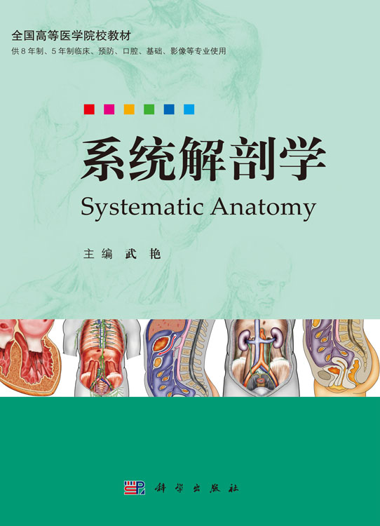 系统解剖学