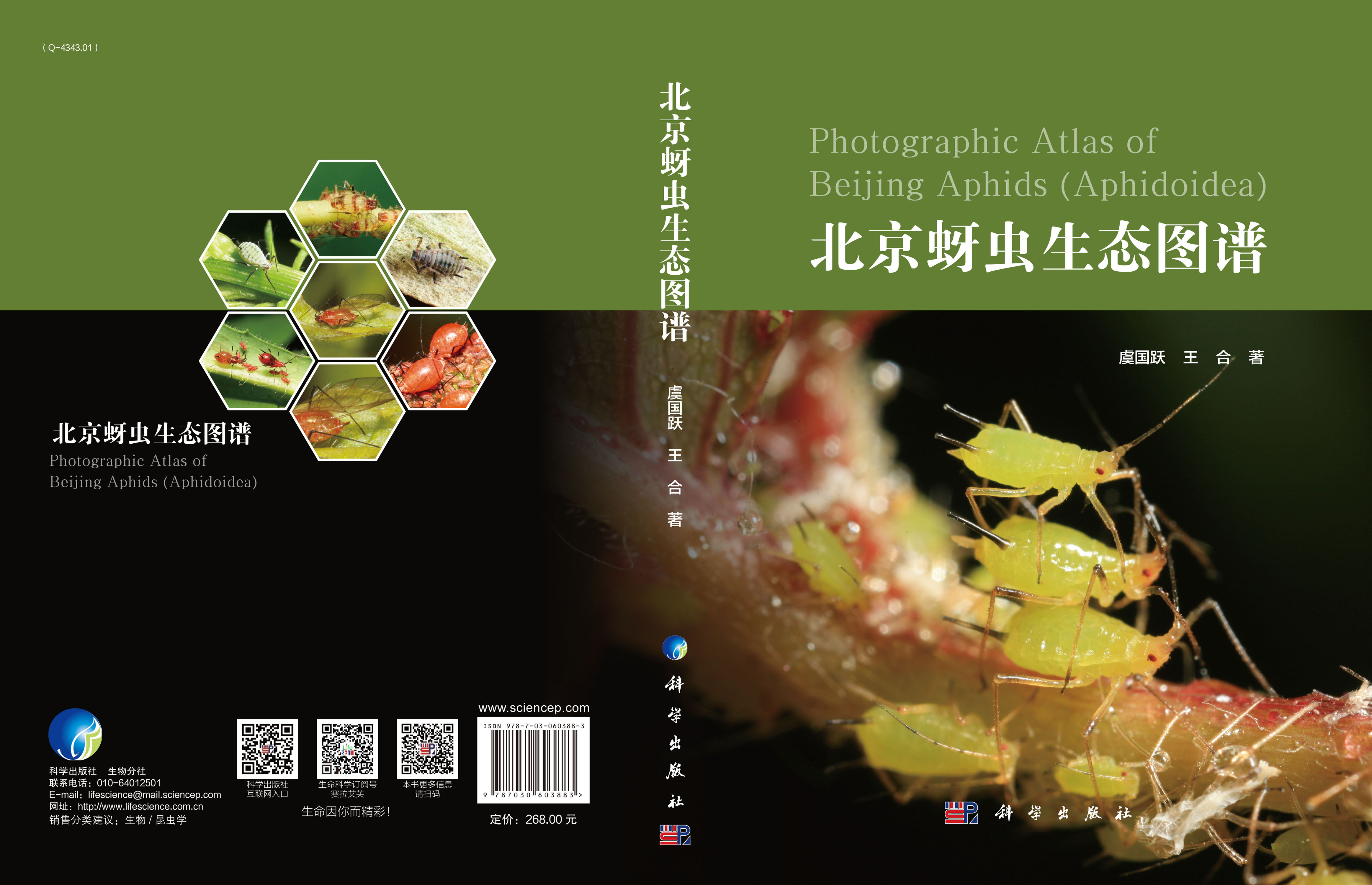 北京蚜虫生态图谱
