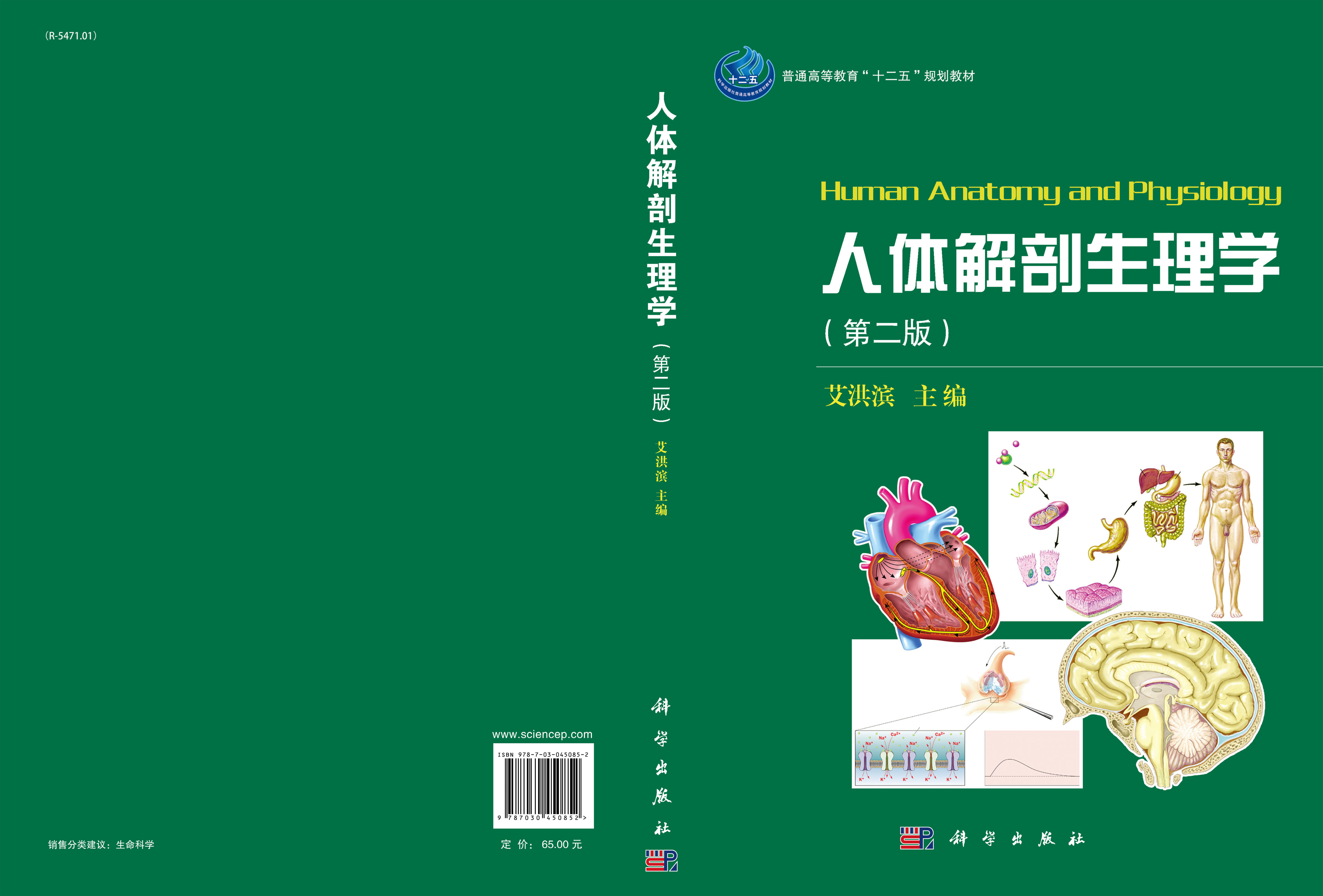 人体解剖生理学