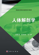 人体解剖学