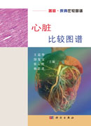 心脏比较图谱