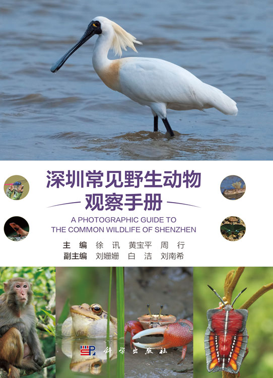深圳常见野生动物观察手册
