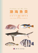 渤海鱼类