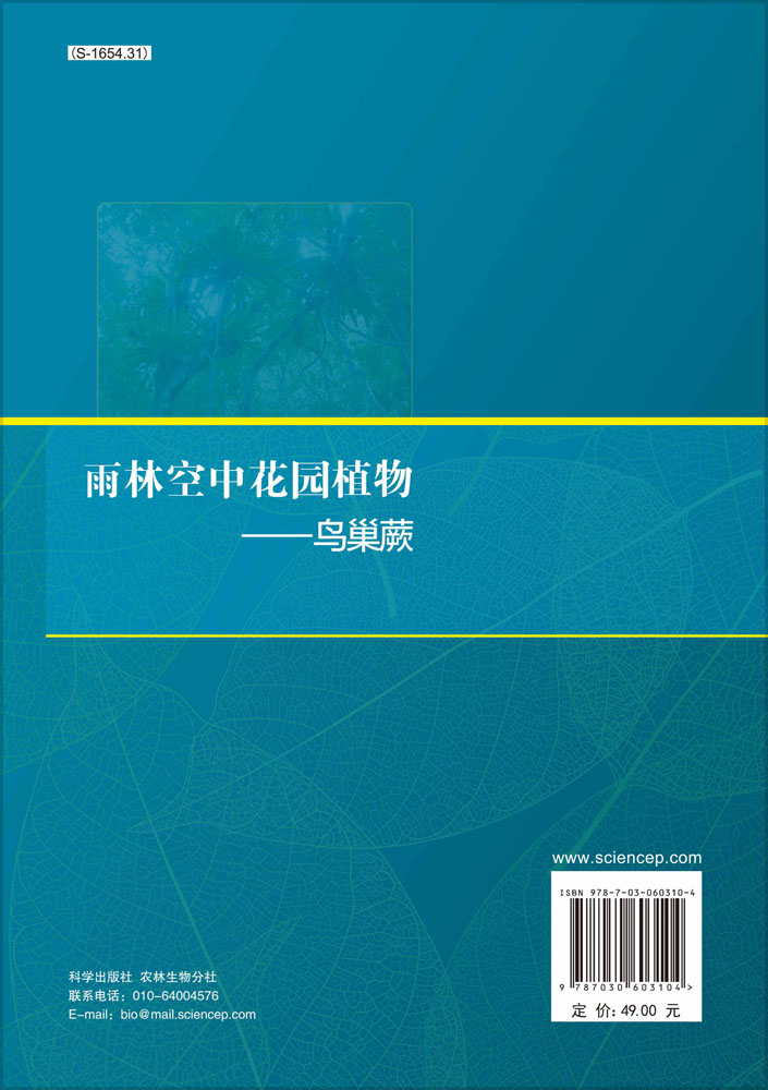 雨林空中花园植物——鸟巢蕨