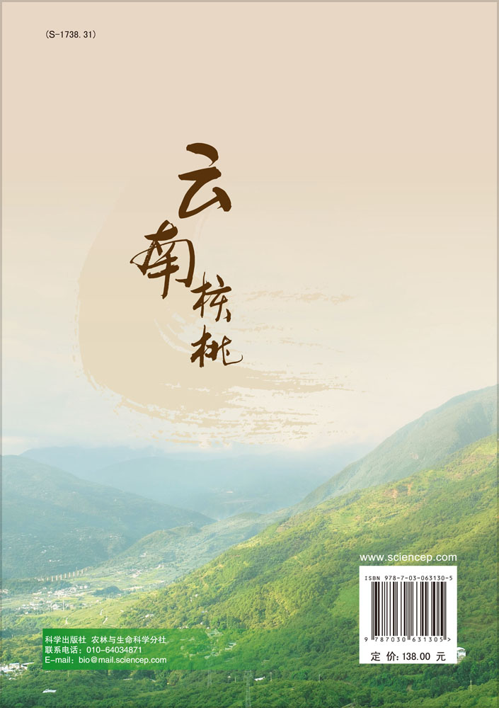 云南核桃