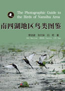 南四湖地区鸟类图鉴