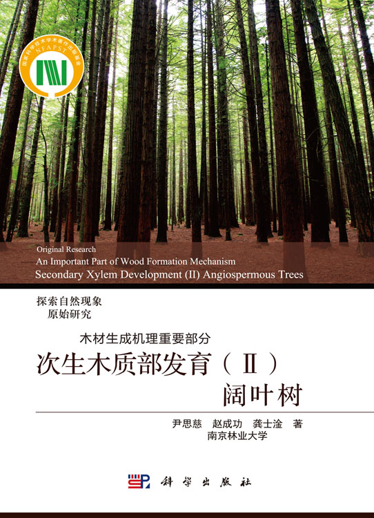 次生木质部发育（Ⅱ）阔叶树