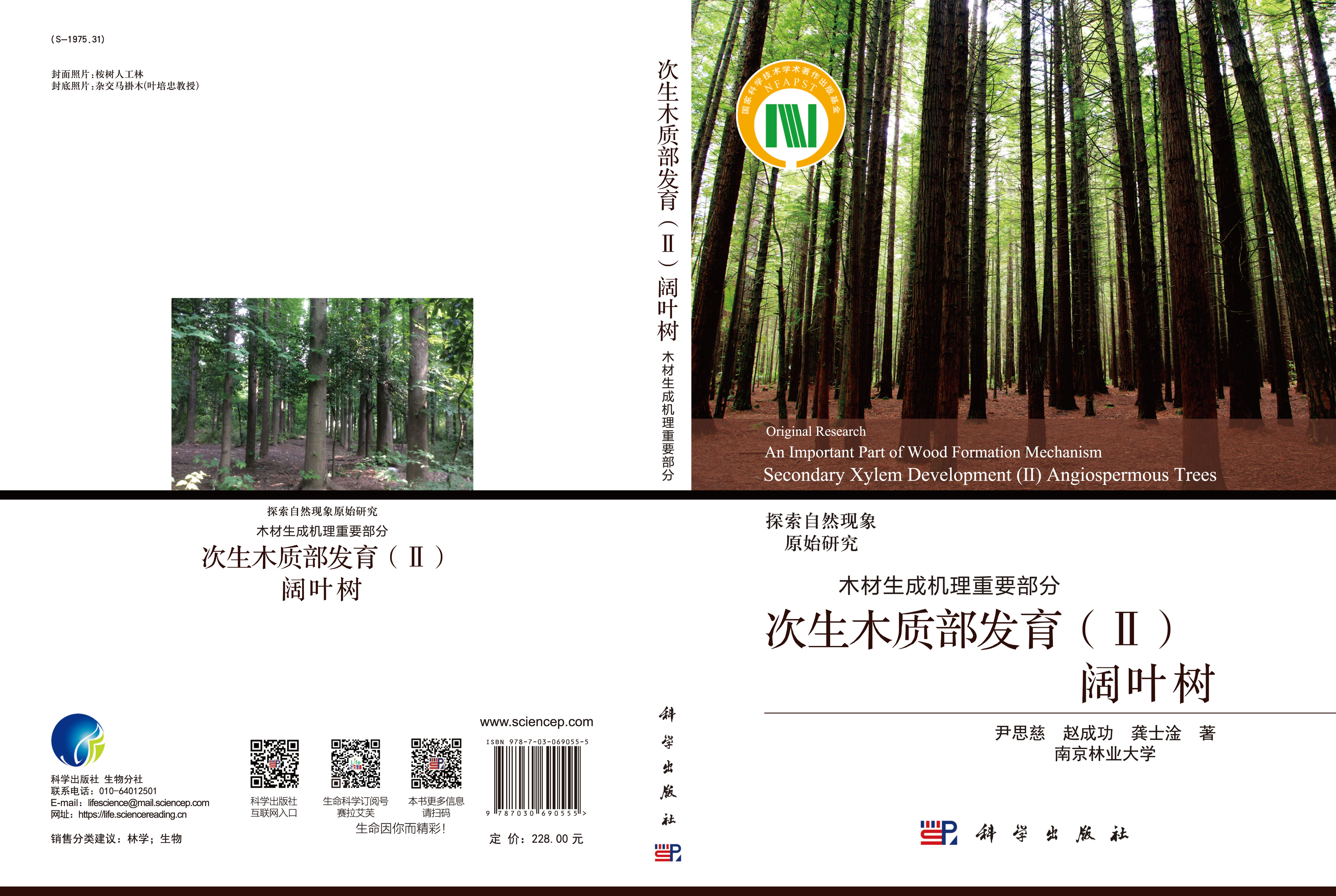 次生木质部发育（Ⅱ）阔叶树