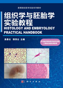 组织学与胚胎学实验教程