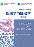 组织学与胚胎学（第三版）
