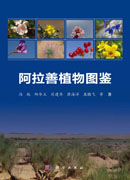 阿拉善植物图鉴