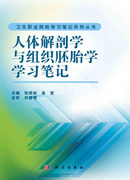 人体解剖学与组织胚胎学学习笔记