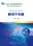 解剖学基础