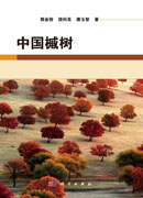 中国槭树
