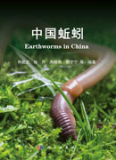 中国蚯蚓