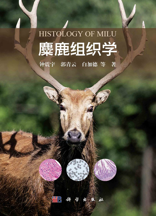 麋鹿组织学