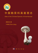 中国鹅膏科真菌图志