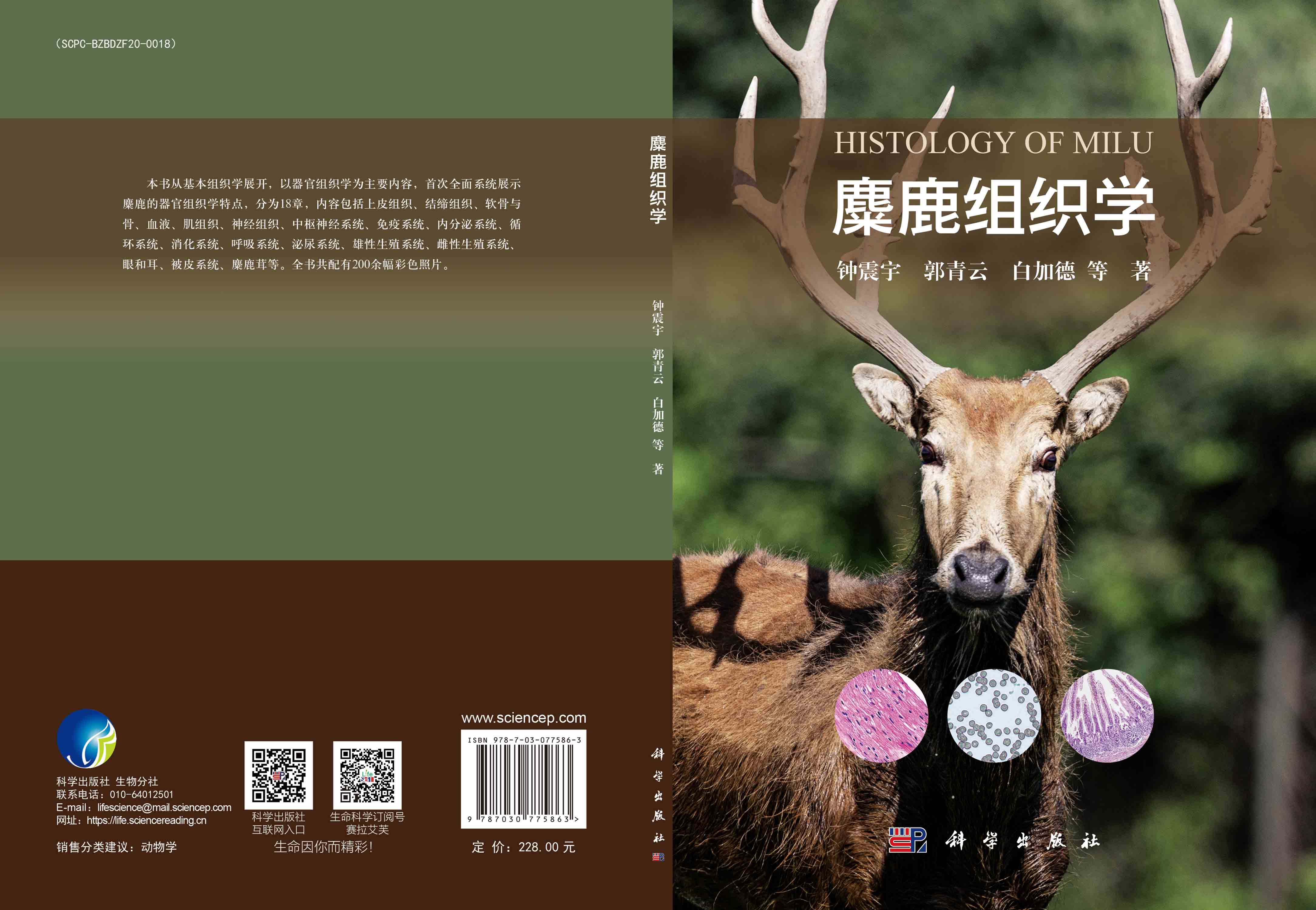 麋鹿组织学