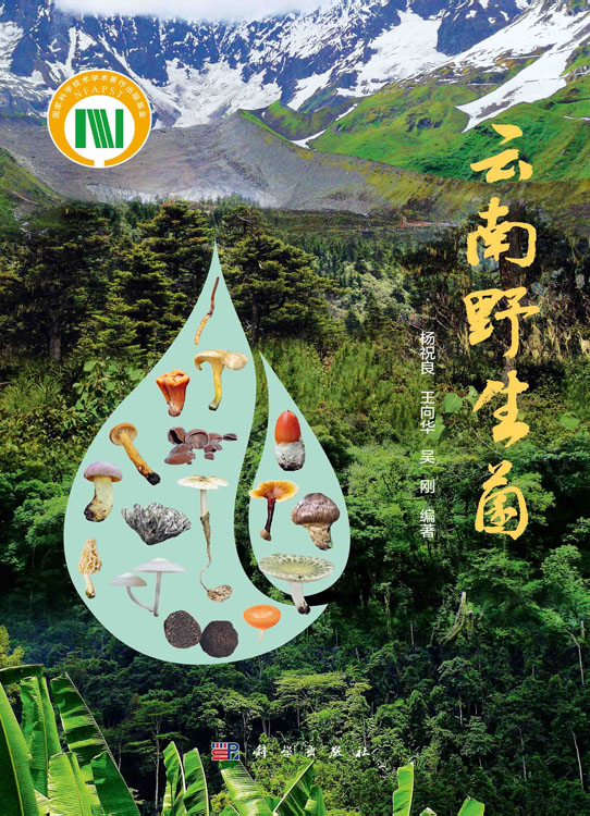 云南野生菌