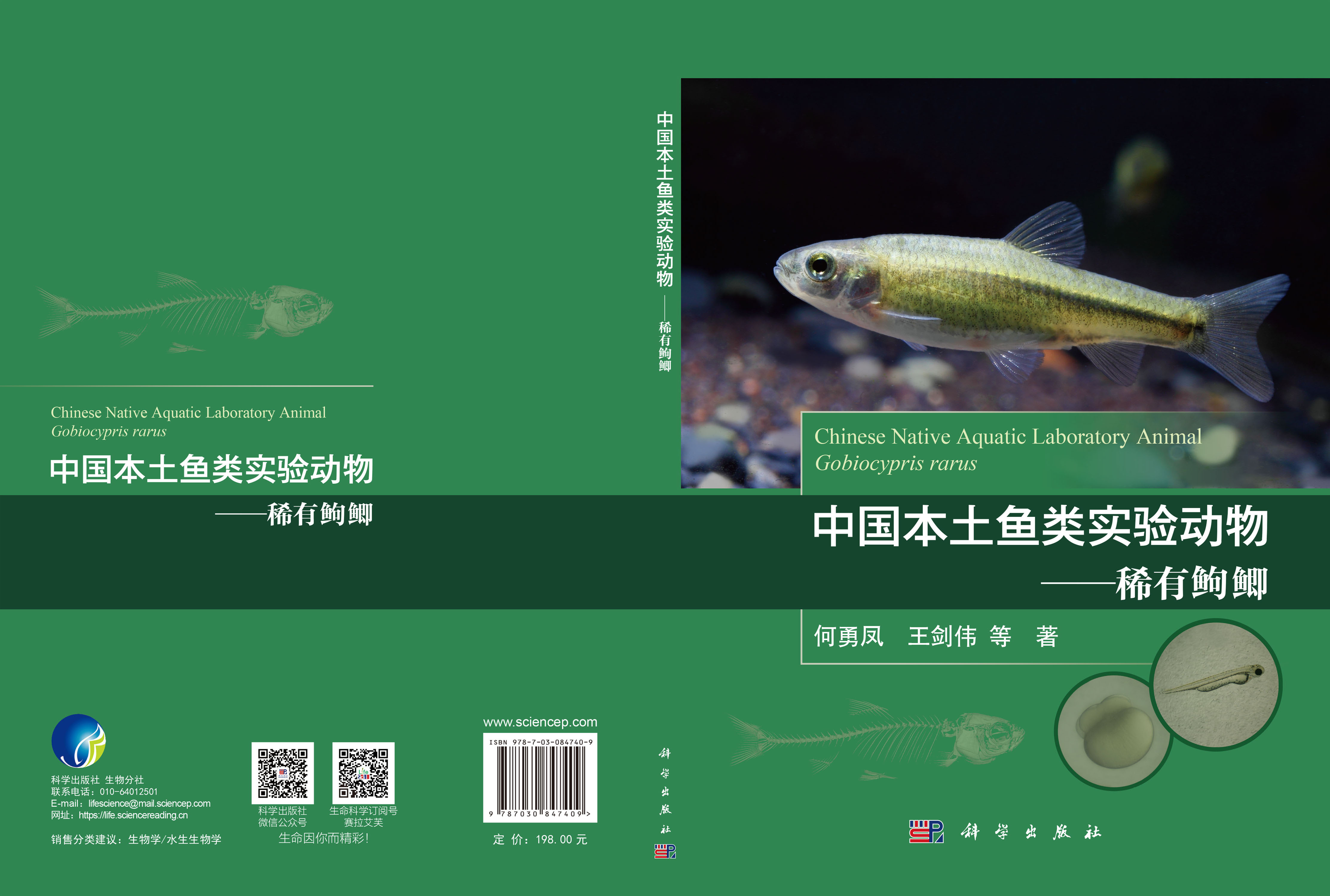 中国本土鱼类实验动物——稀有？？鲫