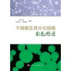 干细胞及其分化细胞彩色图谱